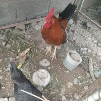 یک عدد مرغ و خروس محلی