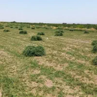 یونجه خشک وتمیز بیده شده کیلو 40