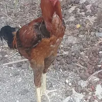 خروس لاری