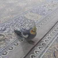 عروس پاریس