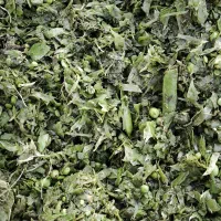 تفاله نخود سبز تازه