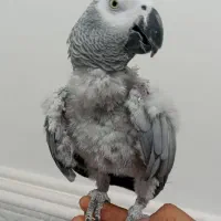 طوطی کاسکو نر