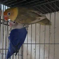سه جفت کوتوله مولد