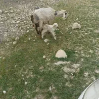 گوسفند داشتی