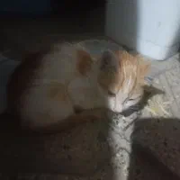 پیشی