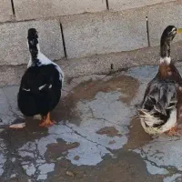 اردک