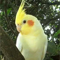 عروس هلندی سخنگو