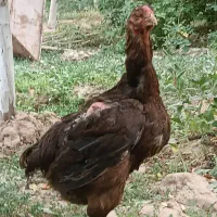 مرغ لاری