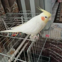 عروس هلندی نر سخنگو