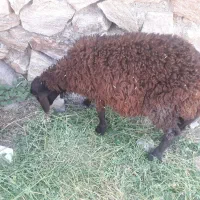 بره گوسفندنرماده