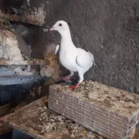جوجه سفید|پرنده|مشهد, امیرآباد|دیوار