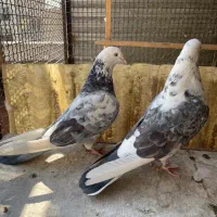 کفتر کفتر بازی