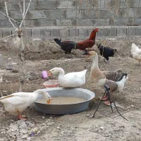 قو غاز اکراینی