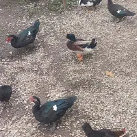 اردک