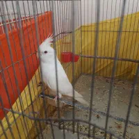 طوطی عروس هلندی نر و ماده جفت به شرط جوجه