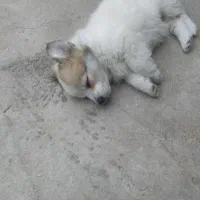 سگ پاکوتاه