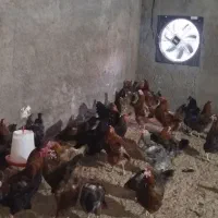 فروش مرغ تخمگذار
