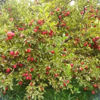 یک باغبان  برای باغ ایندرقاش