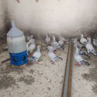 پرنده