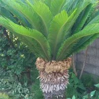 سیکاس