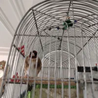 سهره|پرنده|شیراز, جمال آباد|دیوار
