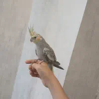 عروس هلندی