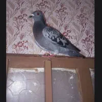 کبوتر