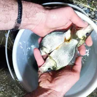 بچه ماهی کپور و امور و فتوفاک