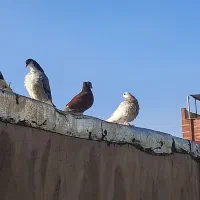 فروش کبوتر