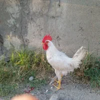 خروس