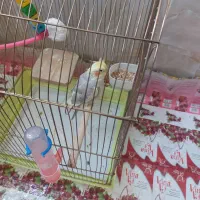 قفس پرنده