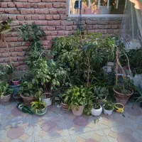 گل وگیاه....شفرا دونه ای۳۰۰قابل تکثیراست|گل و گیاه طبیعی|مراغه, |دیوار