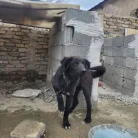 سگ قهدریجونی نگهبان