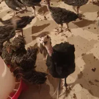 جوجه بوقلمون ارگانیک /سنگین وزن