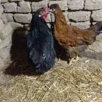 فروش مرغ محلی تخم گذار گلین