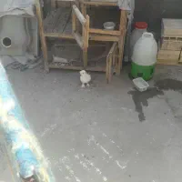 کبوتر