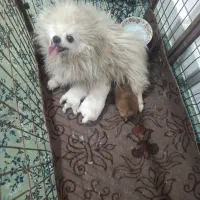 واگذاری تعدادی طوله