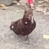 اردک اسرائیلی