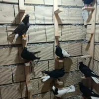 ۱۵ عدد کفتر همه عالی قیمت مناسب