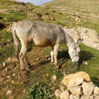 الاغ نر جوان