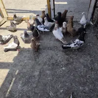کبوتر