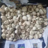 قارچ درجه دو