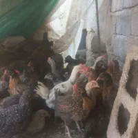 جوجه محلی(۳ونیم ماه) پاین ترین قیمت جیرفت