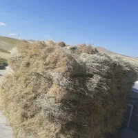 یونجه