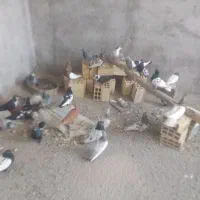 کفتر رنگه