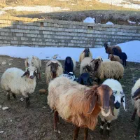 گوسفندبره دار