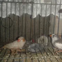 یک جفت فنچ