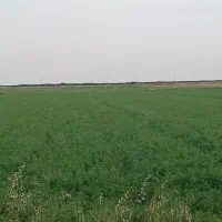 فروش یونجه