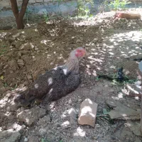 لاری