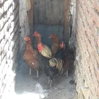 یک خروس و ۴ مرغ